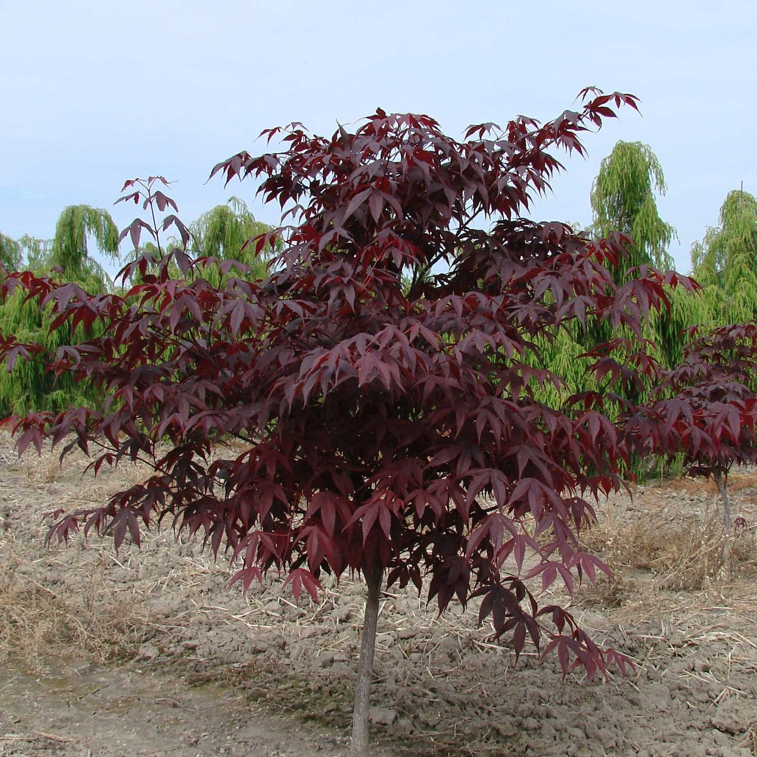 Acer palmatum 'Red Emperor' ~ Red Emperor Japanese Maple-ServeScape