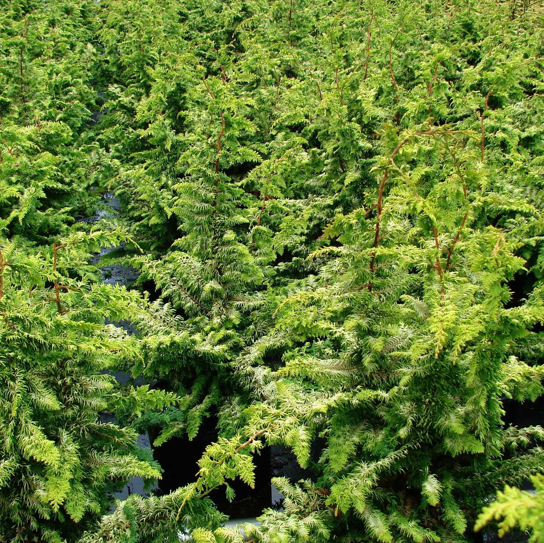 Chamaecyparis obtusa 'Fernspray Gold' ~ Fernsprey Gold False Cypress-ServeScape