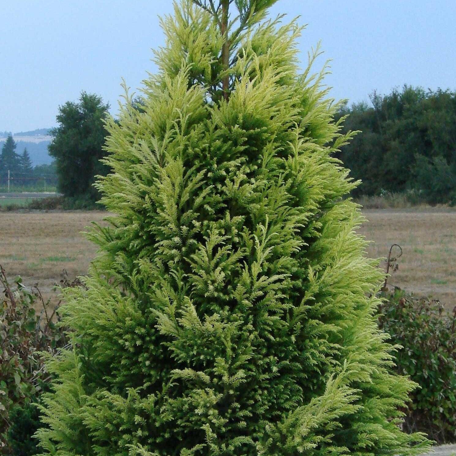 Cryptomeria japonica 'Sekkan' ~ Sekkan Japanese Cedar-ServeScape