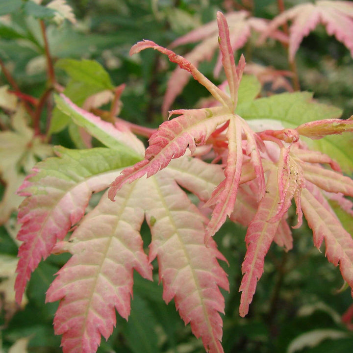 Acer palmatum ‘Oridono nishiki’ ~ Oridono nishiki Japanese Maple-ServeScape