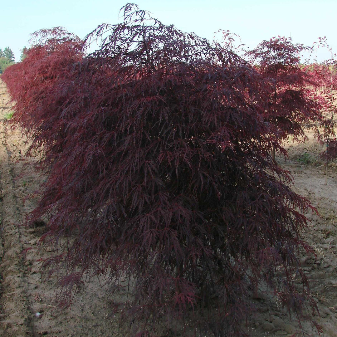 Acer palmatum 'Garnet' ~ Garnet Japanese Maple-ServeScape