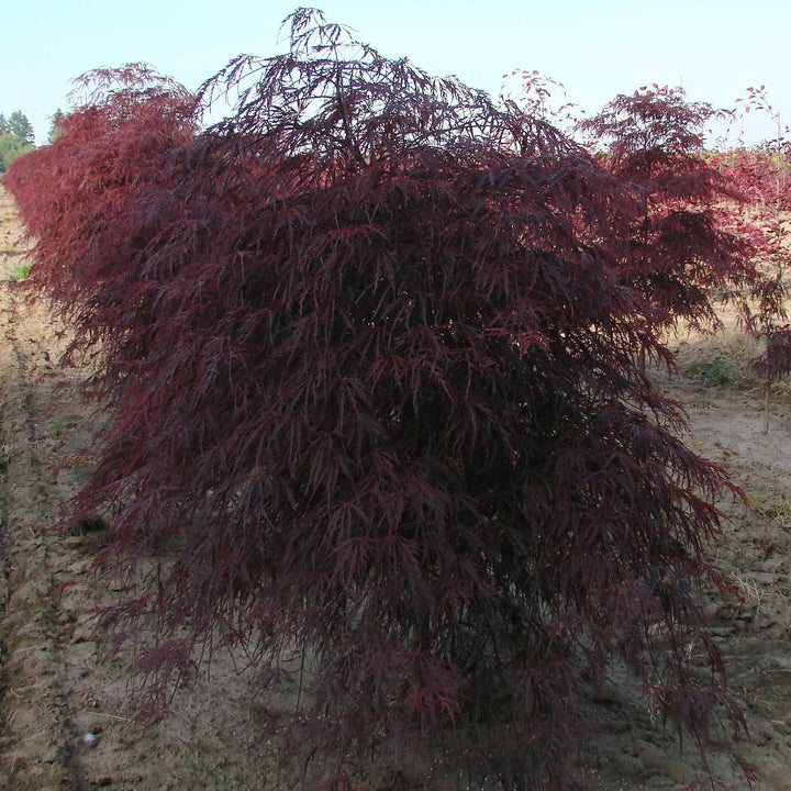 Acer palmatum 'Garnet' ~ Garnet Japanese Maple-ServeScape