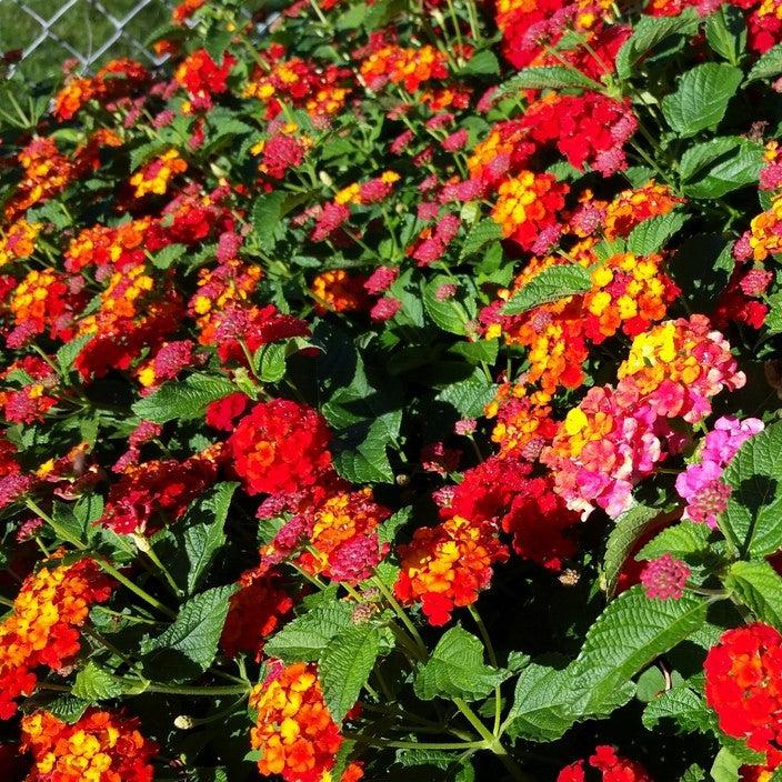 Lantana camara 'Dallas Red' ~ Dallas Red Lantana-ServeScape