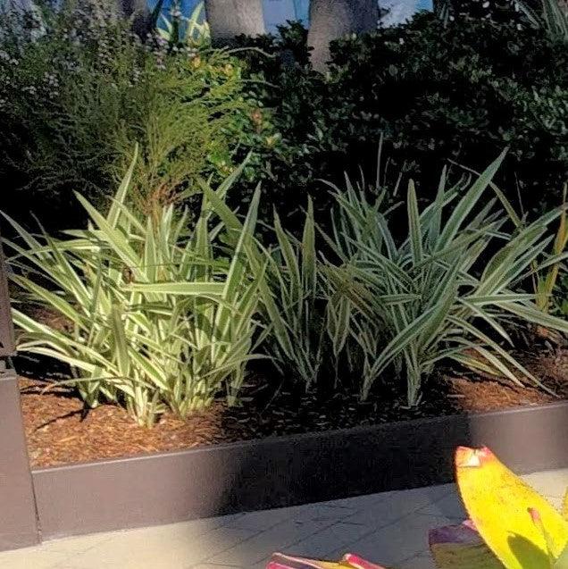 Dianella tasmanica 'Silver Streak' ~ Silver Streak™ Flax Lily-ServeScape