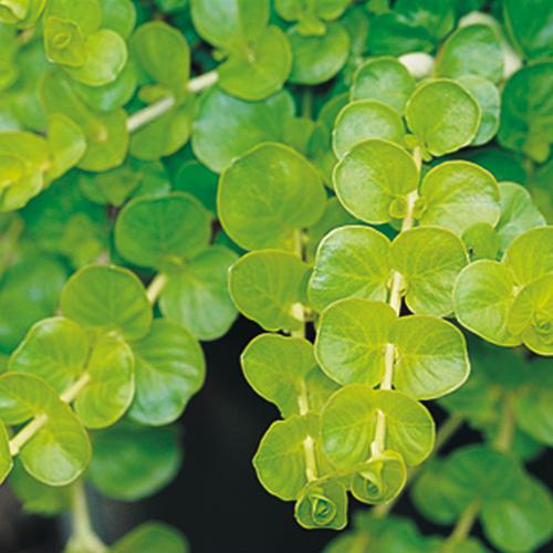 Lysimachia nummularia 'Goldilocks' ~ Proven Accents® Goldilocks Creeping Jenny-ServeScape