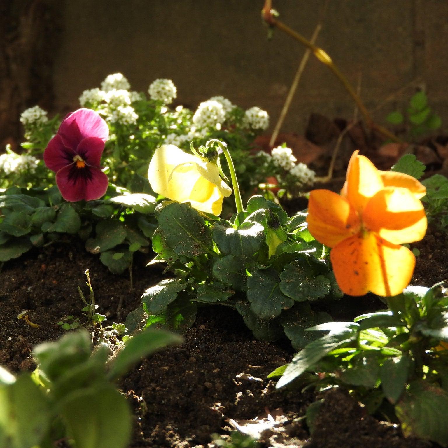 Viola x wittrockiana 'Premier Desert Mix' ~ Premier Desert Mix Pansy-ServeScape