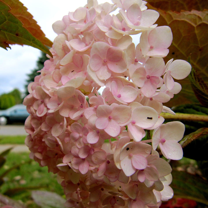 Hydrangea macrophylla 'Blushing Bride' ~ Endless Summer® Blushing Bride® Hydrangea-ServeScape