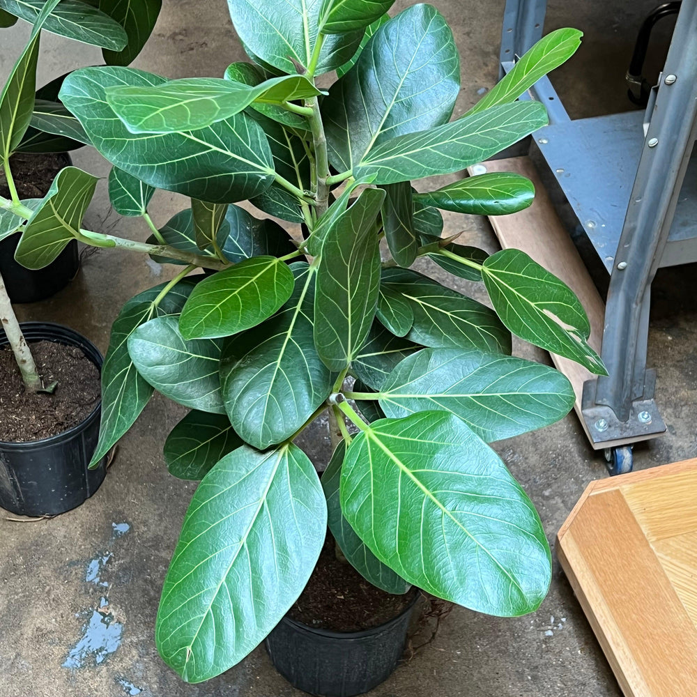 Ficus Benghalensis ~ Ficus Audrey-ServeScape