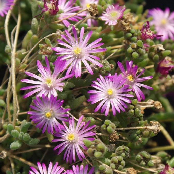 Delosperma 'Fig Fusion' ~ Hot Cakes® Fig Fusion Ice Plant-ServeScape