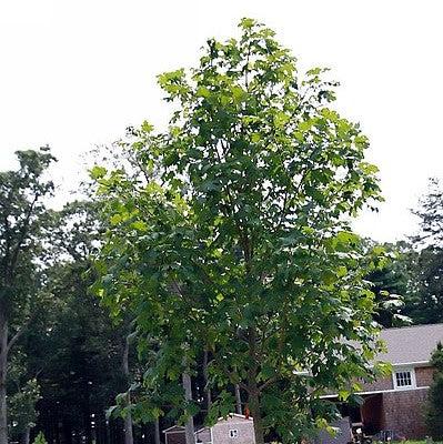 Acer saccharum 'Green Mountain' ~ Green Mountain Sugar Maple-ServeScape