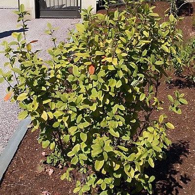 Amelanchier canadensis 'Glenn Form' ~ Rainbow Pillar Serviceberry-ServeScape