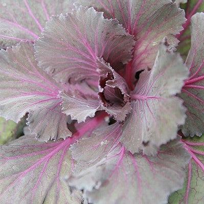 Brassica oleracea (Acephala Group) 'Osaka Red' ~ Osaka Red Ornamental Cabbage-ServeScape