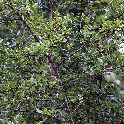 Ilex vomitoria ~ Yaupon Holly-ServeScape
