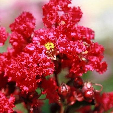 Lagerstroemia indica 'Centennial Spirit' ~ Centennial Spirit Crape Myrtle-ServeScape