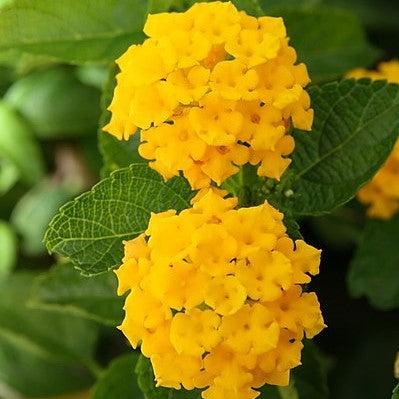 Lantana camara 'Balandgold' ~ Landmark™ Gold Lantana-ServeScape