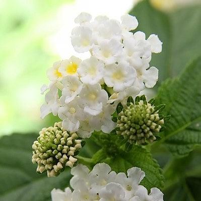 Lantana camara 'Balucwhit' ~ Landmark™ White Lantana-ServeScape