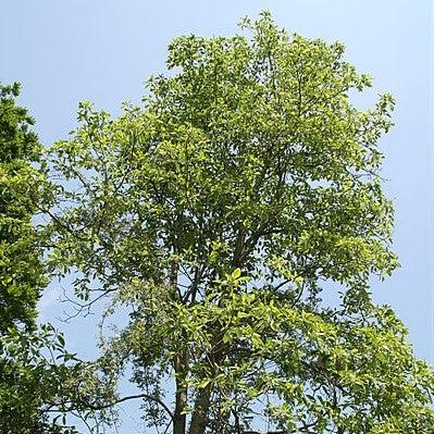 Magnolia virginiana var australis ~ Evergreen Sweetbay Magnolia-ServeScape