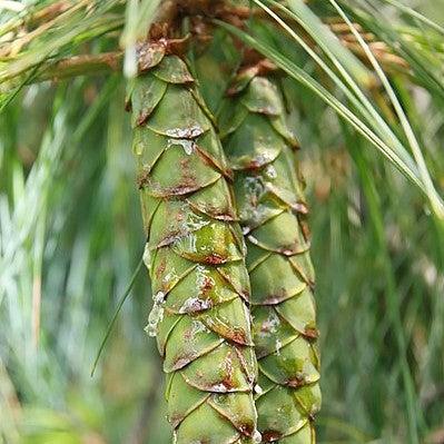 Pinus strobus 'Pendula' ~ Weeping White Pine-ServeScape