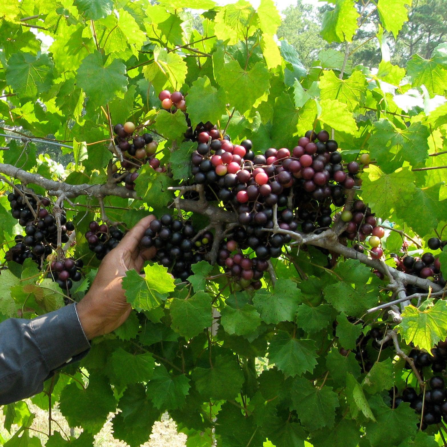 Vitis rotundifolia 'Southland' ~ Southland Muscadine-ServeScape