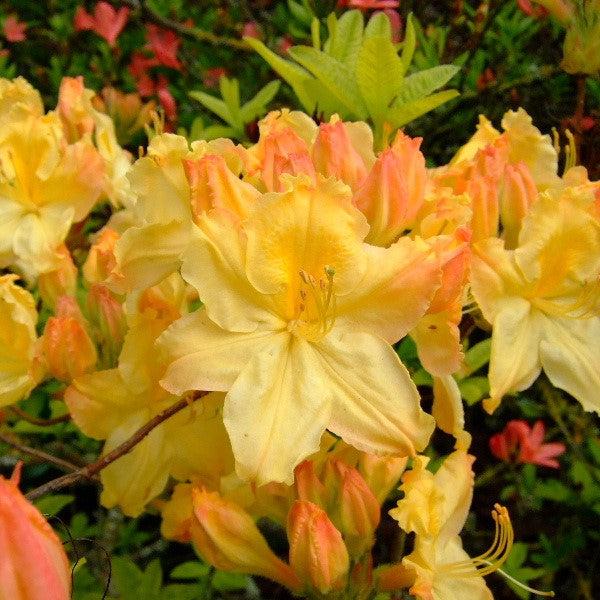 Rhododendron 'Lemonade' ~ Lemonade Native Azalea-ServeScape