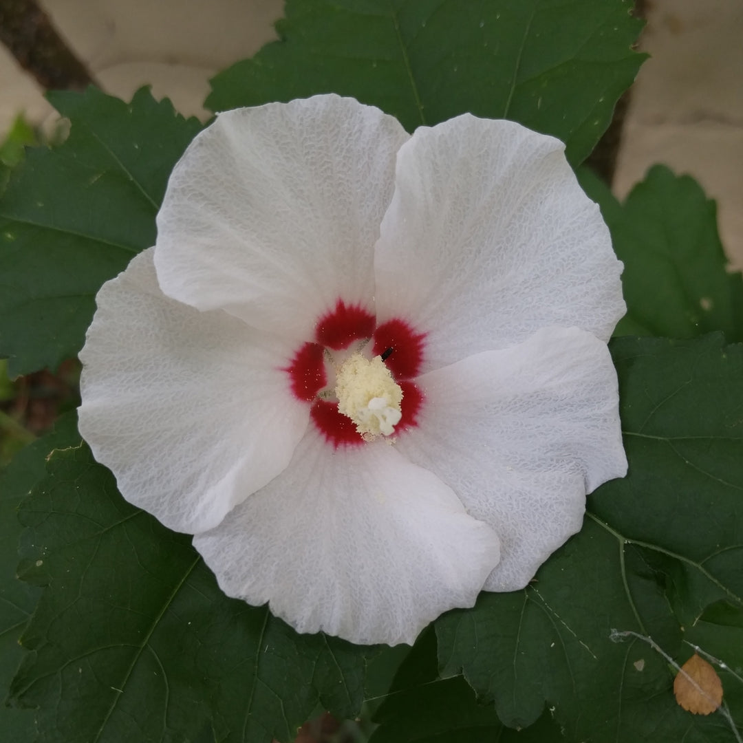 Hibiscus moscheutos 'Luna White' ~ Luna™ White Hibiscus-ServeScape
