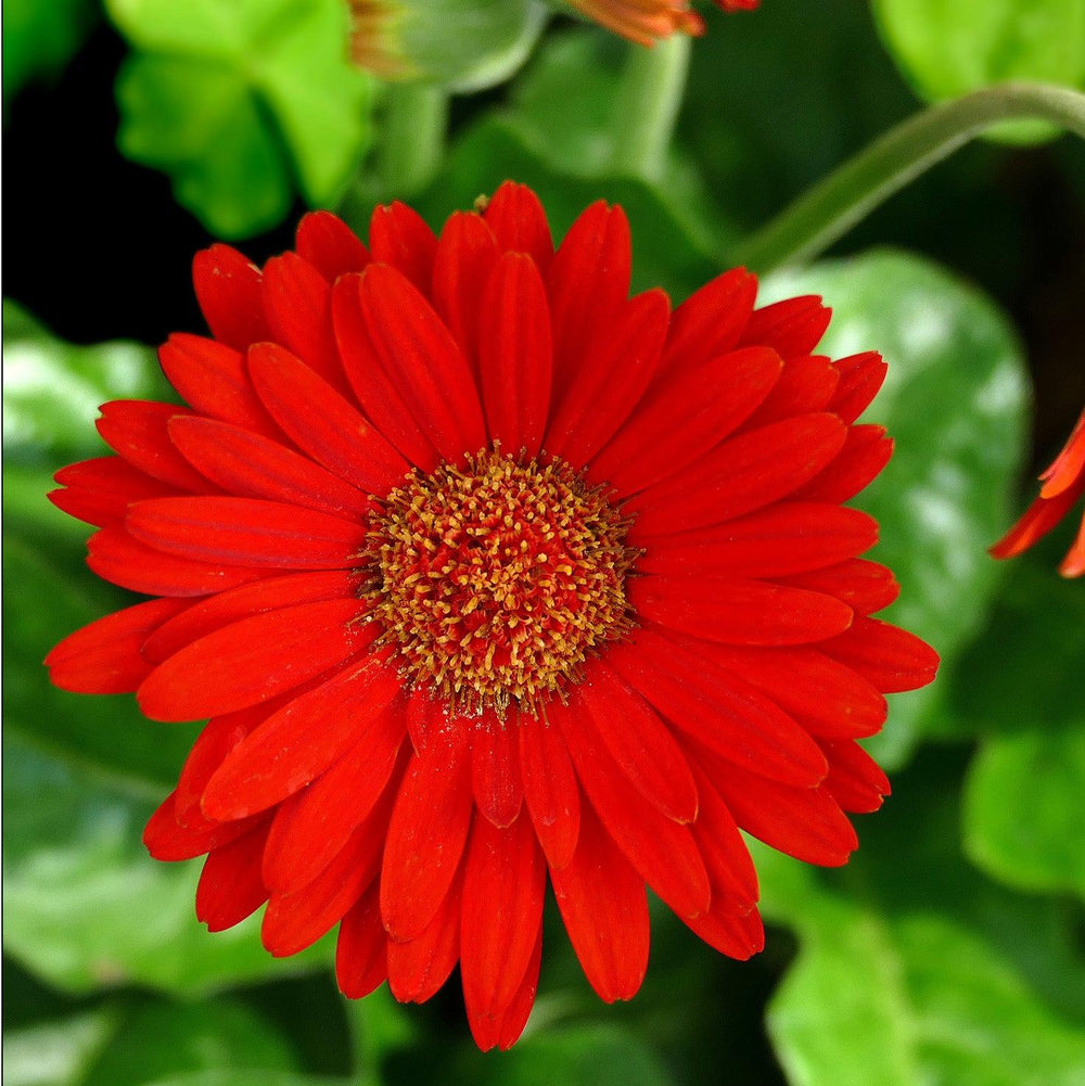 Gerbera x 'GARGLOW IMP' PP #26,784 ~ Garvinea® Sweet Glow Gerbera-ServeScape