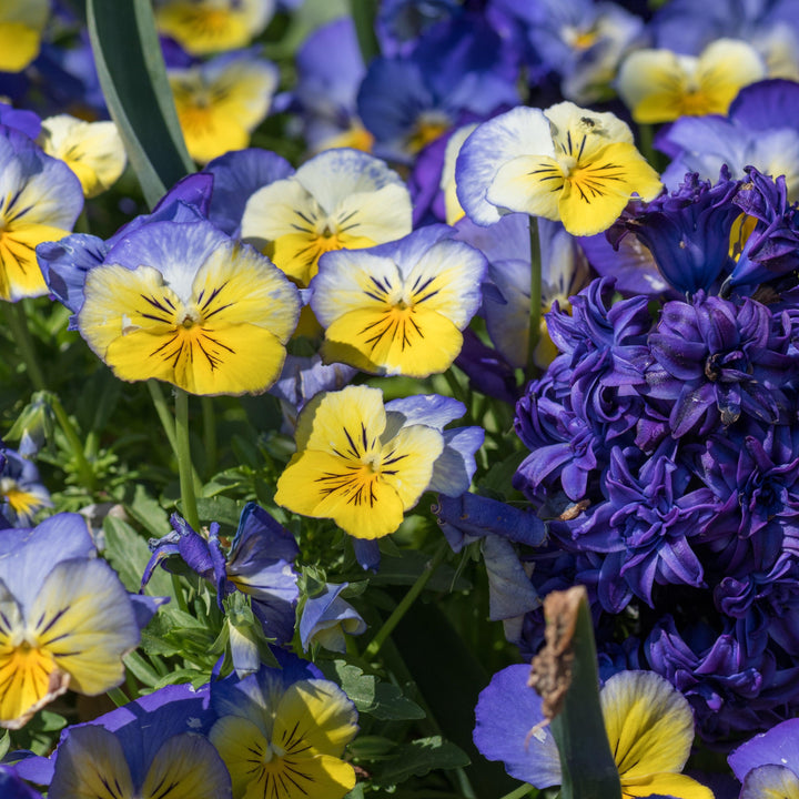 Viola x wittrockiana 'PAS1077347' ~ Cool Wave® Morpho Pansy-ServeScape