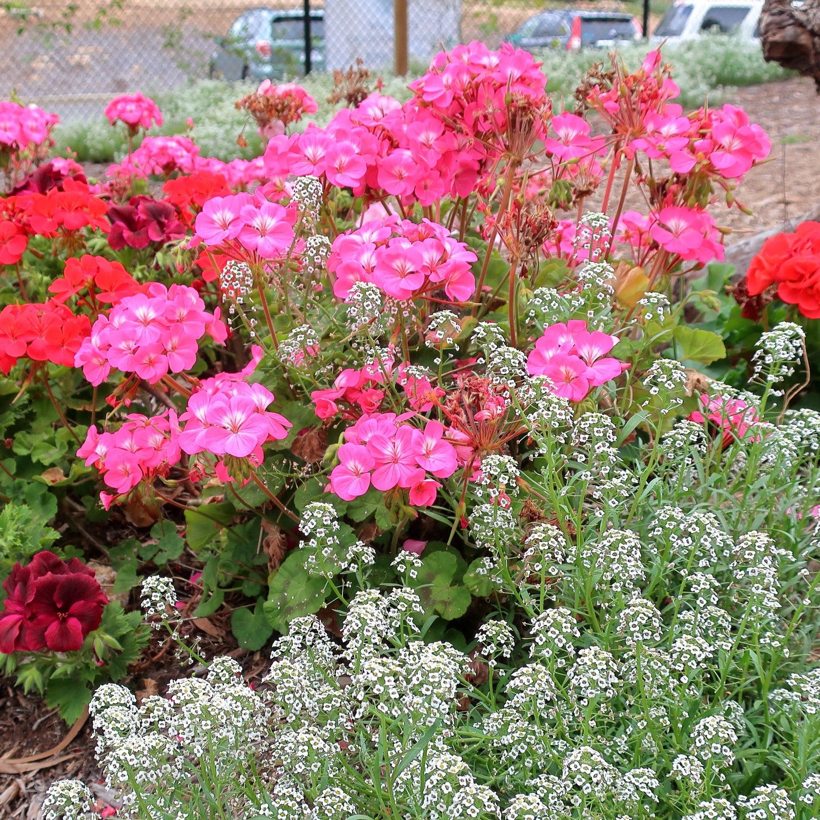 Pelargonium × hortorum 'Rocky Mountain Deep Rose' ~ Rocky Mountain™ Deep Rose Zonal Geranium-ServeScape