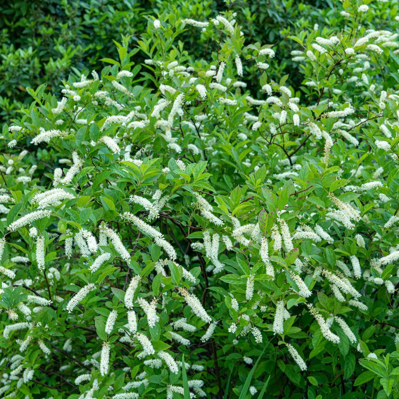 Itea virginica 'Bailteaone' ~ Love Child® Sweetspire-ServeScape