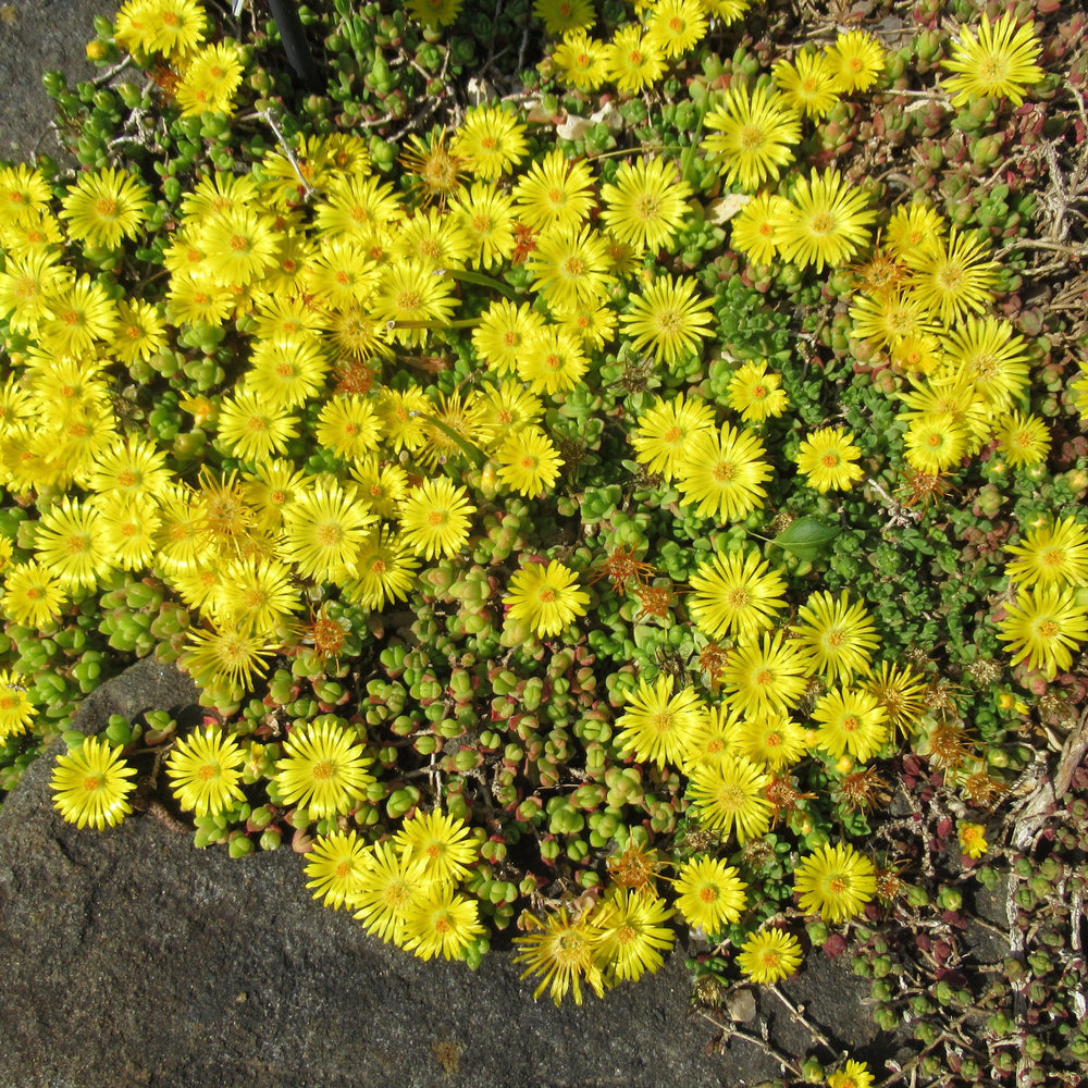 Delosperma nubigenum ‘WOWD20111’ ~ WOW® Golden Wonder Ice Plant-ServeScape