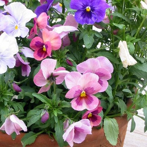 Viola x wittrockiana 'Inspire DeluXXe Pink Surprise Blotch ' ~ Inspire DeluXXe® Pink Surprise Blotch Pansy-ServeScape