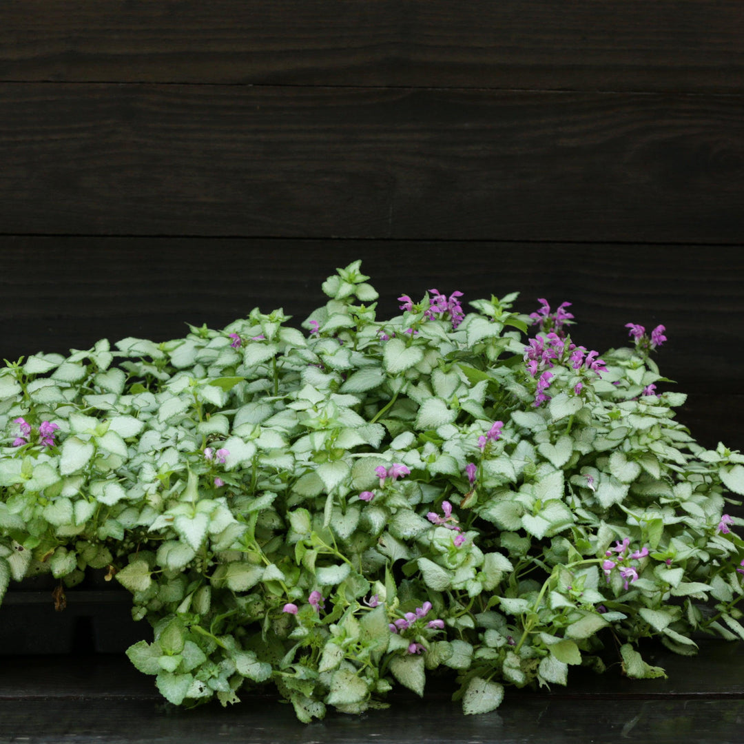 Lamium maculatum 'Beacon Silver' ~ Beacon Silver Deadnettle-ServeScape