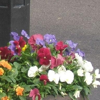 Viola x wittrockiana 'Premier Rosy Mix' ~ Premier Rosy Mix Pansy-ServeScape
