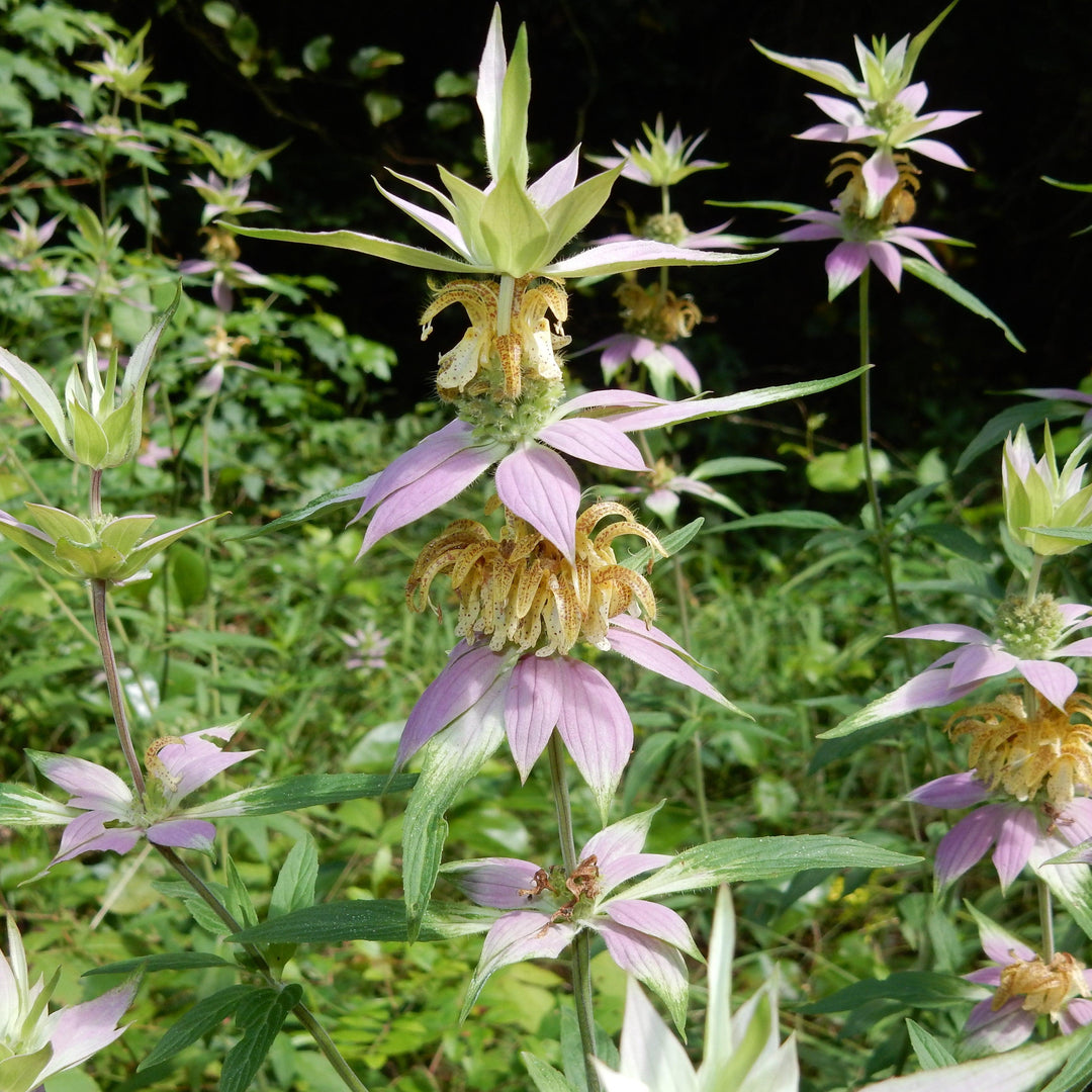 Monarda punctata ~ Spotted Beebalm-ServeScape
