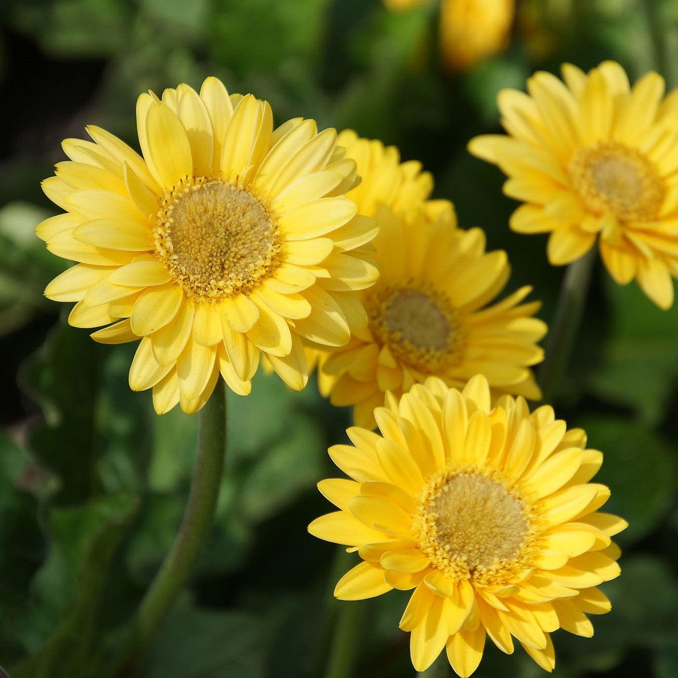 Gerbera 'Garvinea Sweet Smile' ~ Garvinea® Sweet Smile Gerbera-ServeScape