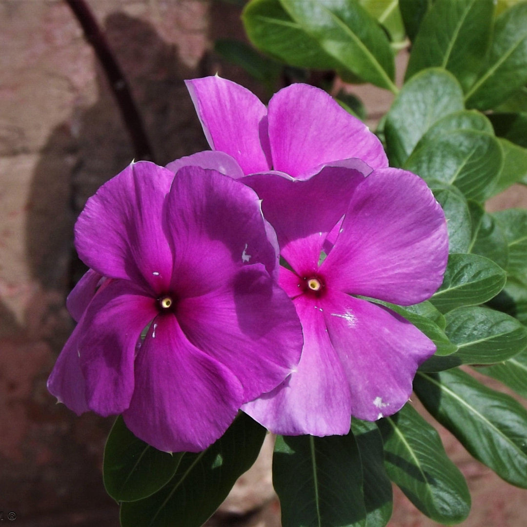 Catharanthus roseus 'Cora Cascade Lilac' ~ Cora® Cascade Lilac Vinca-ServeScape