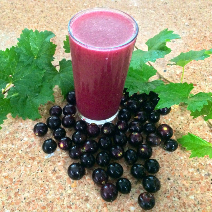 Vitis rotundifolia 'Noble' ~ Noble Muscadine-ServeScape