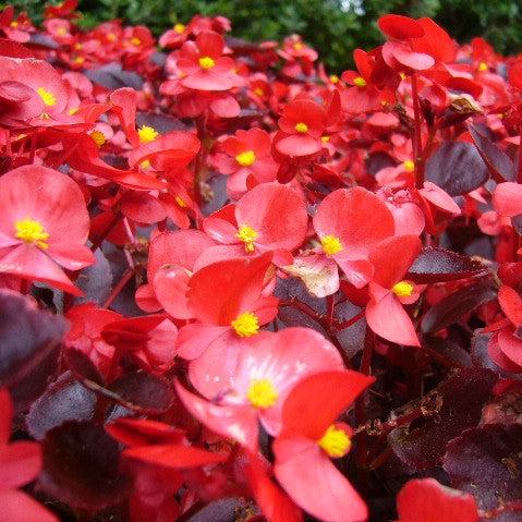 Begonia 'Bronze Leaf Red' ~ Bronze Leaf Red Begonia-ServeScape