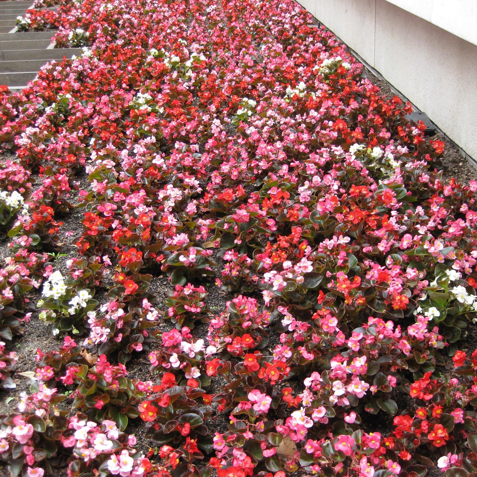Begonia 'Bronze Leaf Mix' ~ Bronze Leaf Mix Begonia-ServeScape