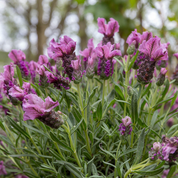Lavandula stoechas 'LABZ0006' PP #27,399 ~ Javelin Forte™ Deep Rose Spanish Lavender-ServeScape