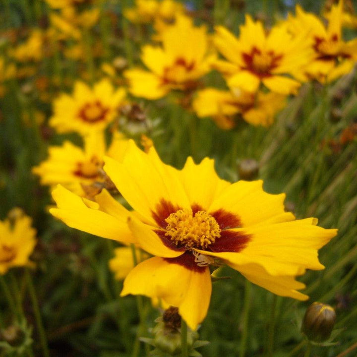 Coreopsis grandiflora 'Bright Touch' ~ Solanna™ Bright Touch Coreopsis-ServeScape