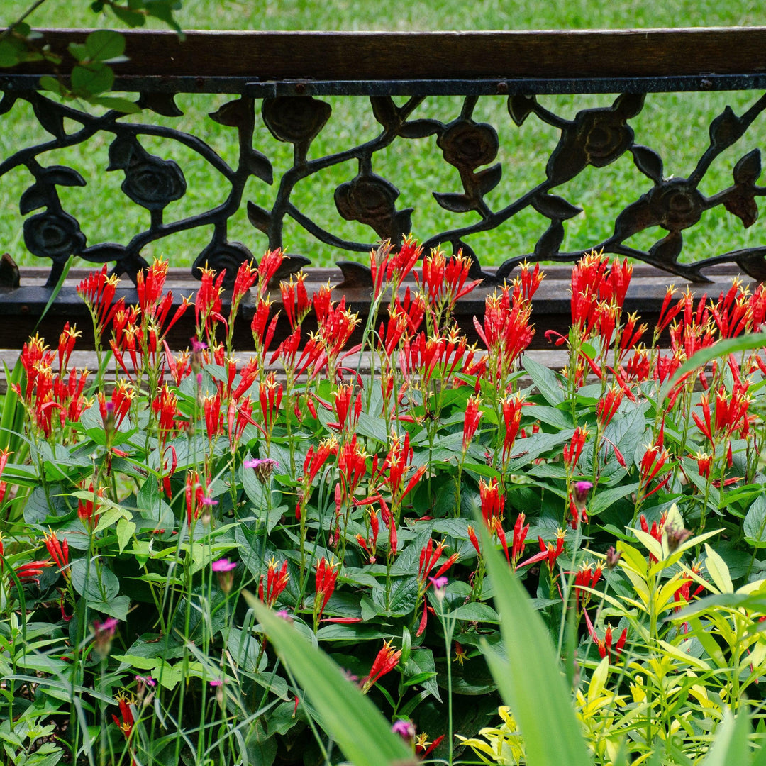 Spigelia marilandica 'Little Redhead ~ Little Redhead Indian Pink-ServeScape