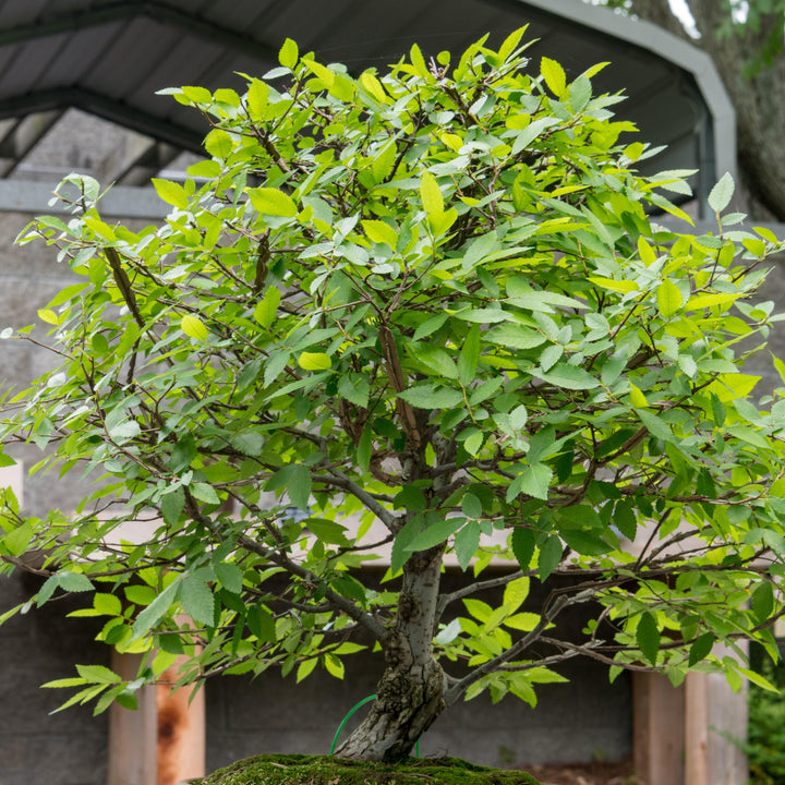 Ulmus alata ~ Winged Elm-ServeScape