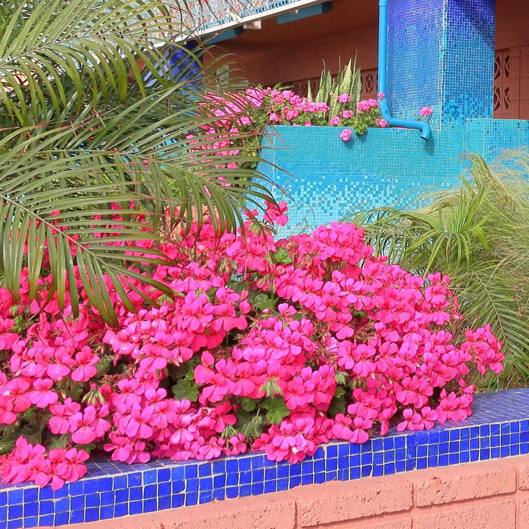 Pelargonium peltatum 'Blizzard Pink' ~ Blizzard® Pink Ivy Geranium-ServeScape