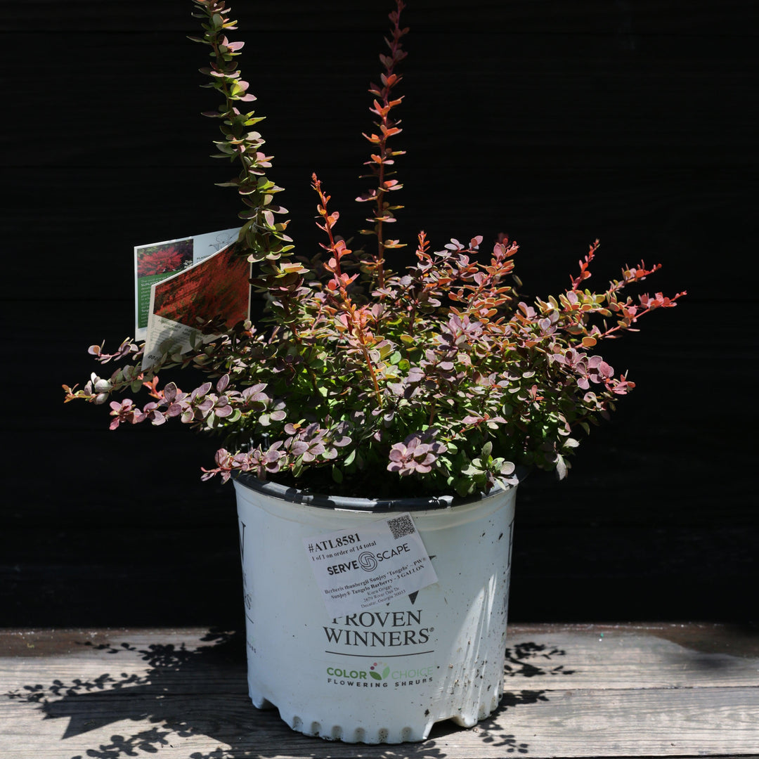 Berberis thunbergii Sunjoy 'Tangelo' ~ PW® Sunjoy® Tangelo Barberry-ServeScape