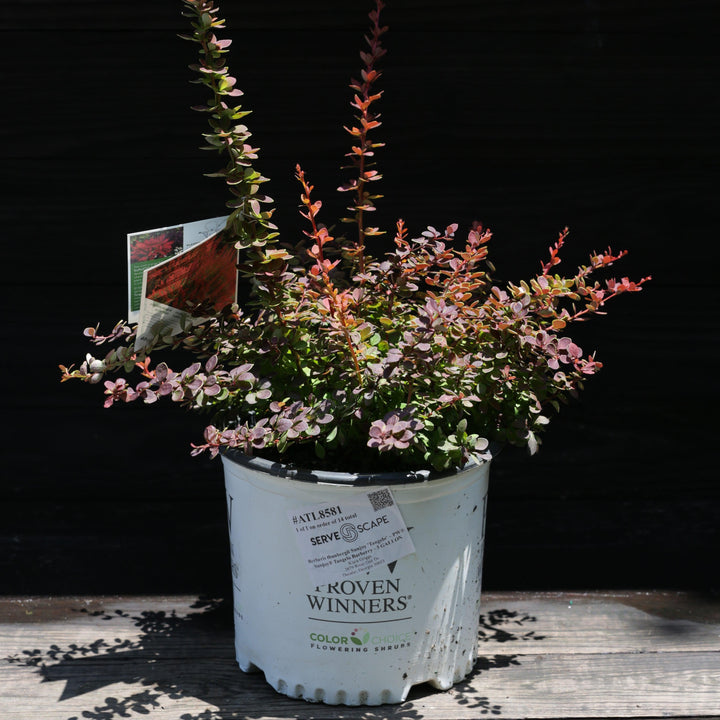 Berberis thunbergii Sunjoy 'Tangelo' ~ PW® Sunjoy® Tangelo Barberry-ServeScape