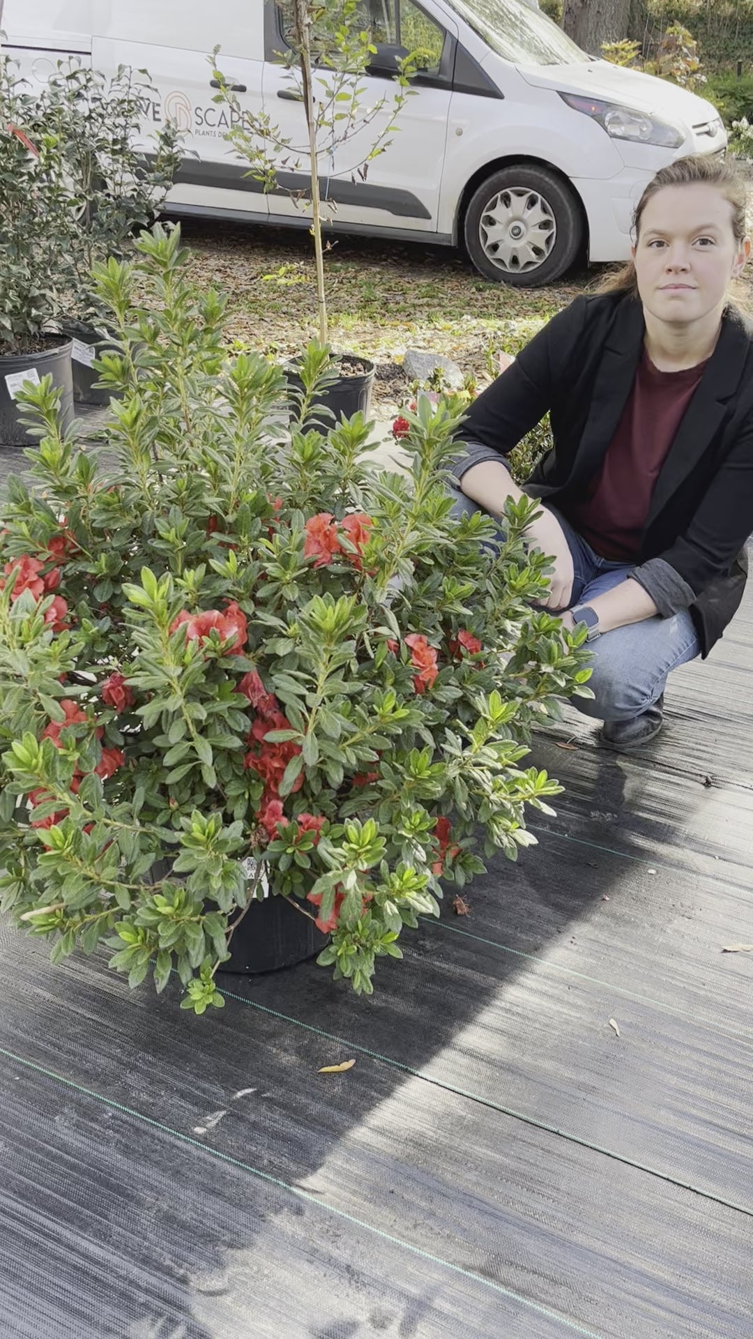 Rhododendron ‘Conleb’ ~ Encore® Autumn Embers™ Azalea