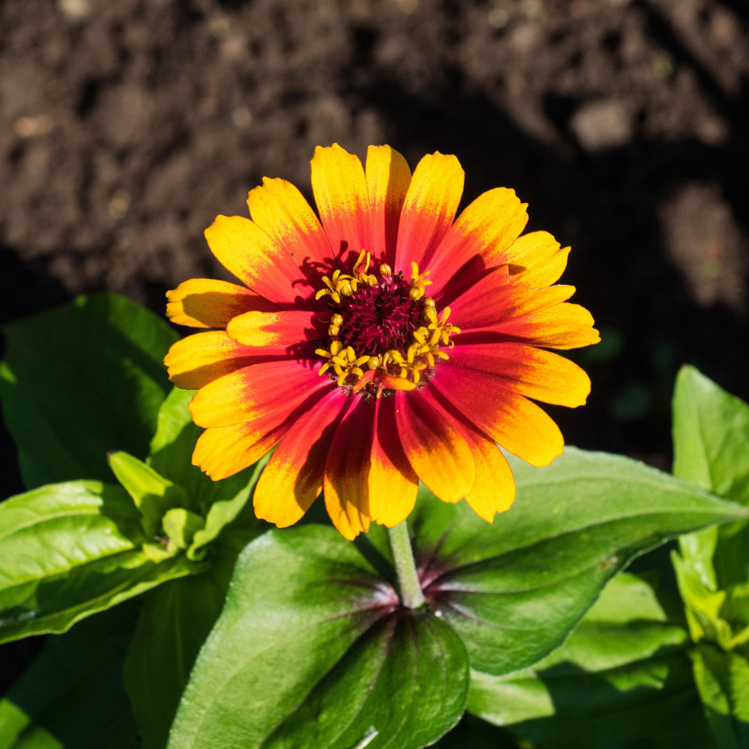 Zinnia elegans ‘Zowie yellow flame’ ~ Zowie!™ Yellow Flame Zinnia-ServeScape