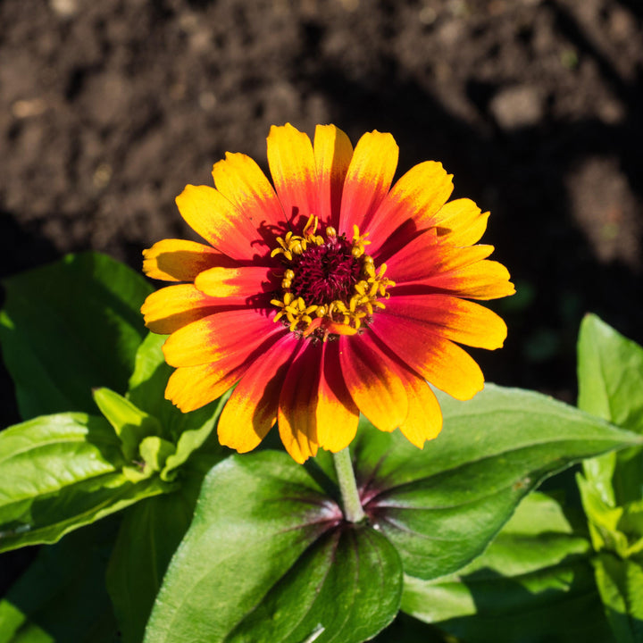 Zinnia elegans ‘Zowie yellow flame’ ~ Zowie!™ Yellow Flame Zinnia-ServeScape