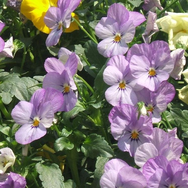 Viola cornuta 'Admire Pink' ~ Admire® Pink Viola-ServeScape